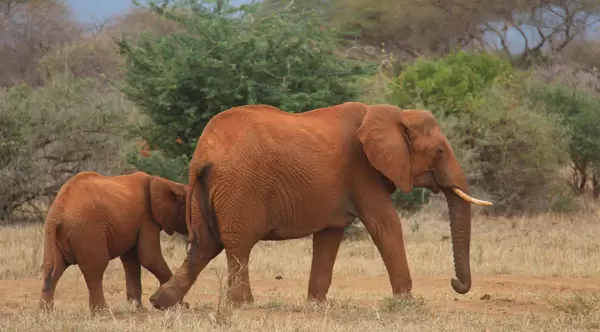 Wildlife Kenya Safaris Tour